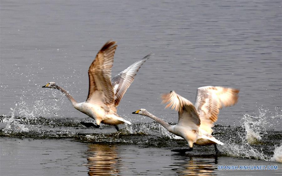 CHINA-HENAN-CISNES BLANCOS-SERIE