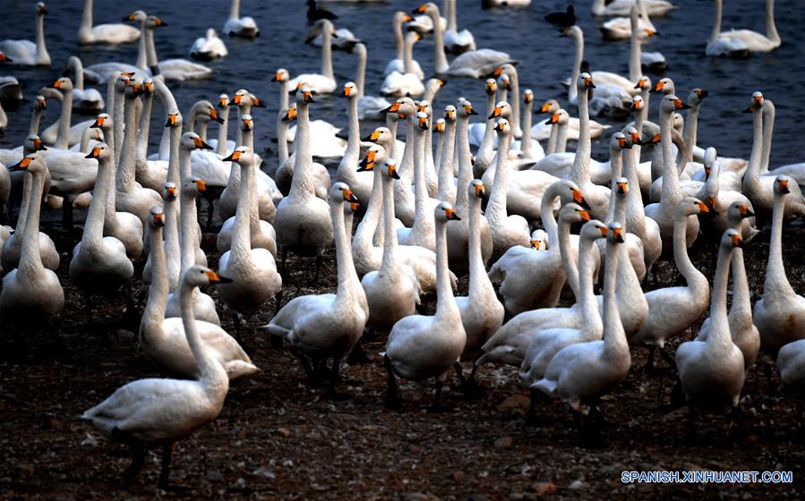 CHINA-HENAN-CISNES BLANCOS-SERIE