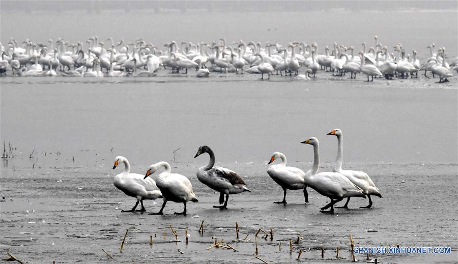 CHINA-HENAN-CISNES BLANCOS-SERIE