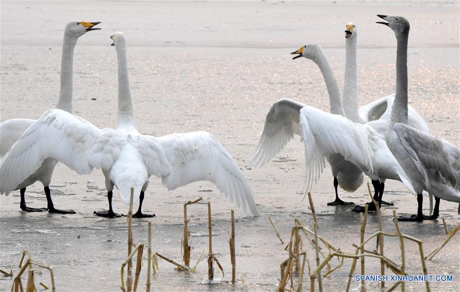 CHINA-HENAN-CISNES BLANCOS-SERIE