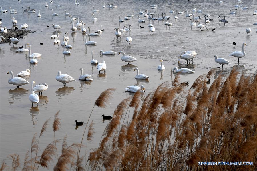 CHINA-HENAN-CISNES BLANCOS-SERIE