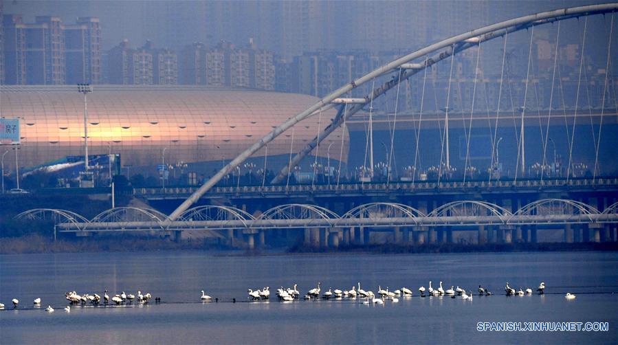 CHINA-HENAN-CISNES BLANCOS-SERIE