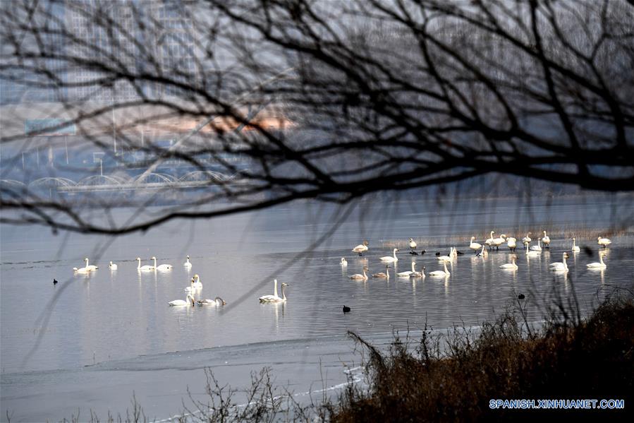 CHINA-HENAN-CISNES BLANCOS-SERIE