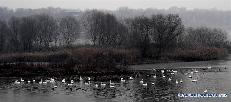 CHINA-HENAN-CISNES BLANCOS-SERIE