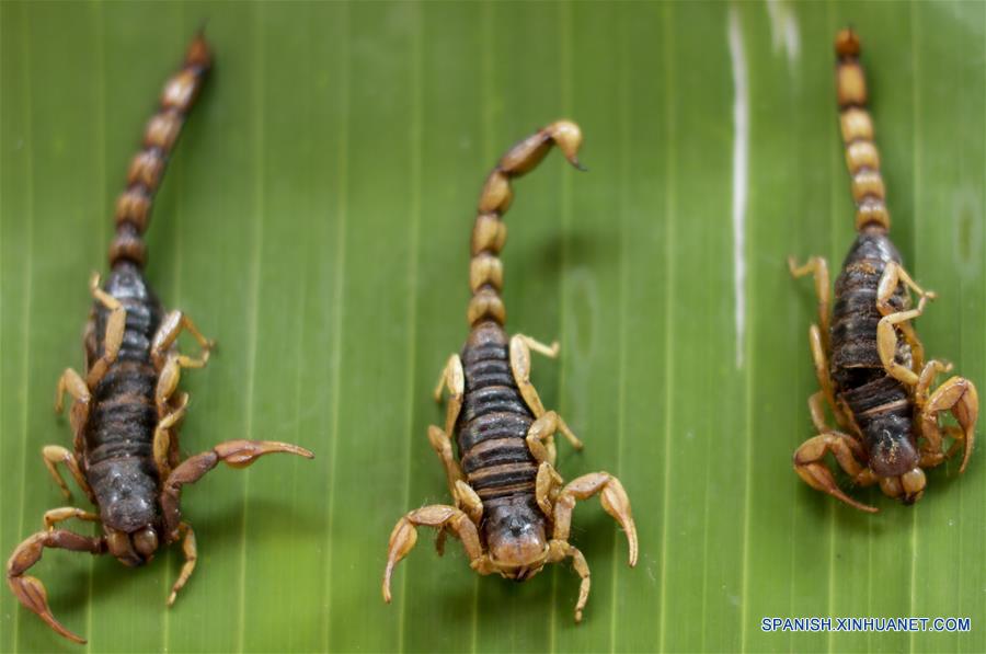 MEXICO-CIUDAD DE MEXICO-INSECTOS COMESTIBLES