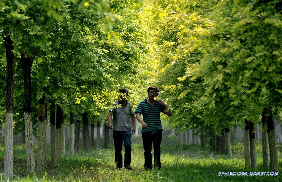 （生态）（2）北京：平原造林打造绿色首都