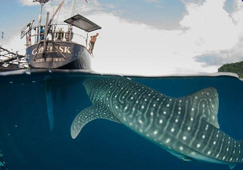 Paz entre humanos y tiburón ballena