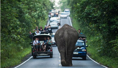 调皮的“造堵者”：泰国大象公路上散步