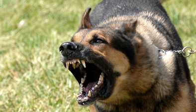 酷暑狗猫会&ldquo;情绪中暑&rdquo;