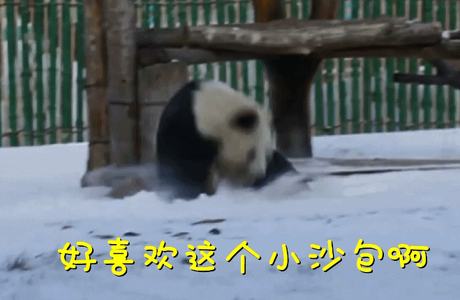 飞雪迎春：雪后熊猫嬉雪忙