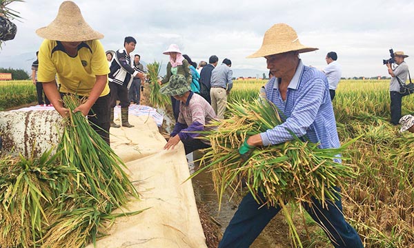 Producción de súper arroz híbrido de China establece récord mundial