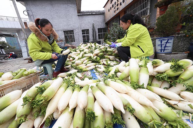 Guizhou: Negocio de rábanos blancos ayuda a residentes a incrementar ingresos en villa de Hezhuang