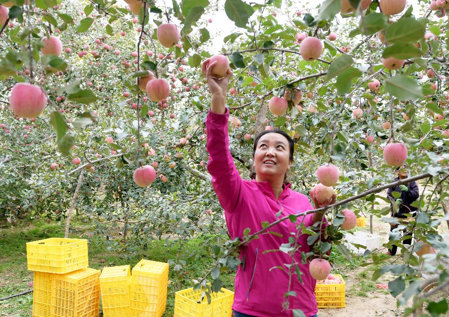China dará prioridad a desarrollo agrícola y rural