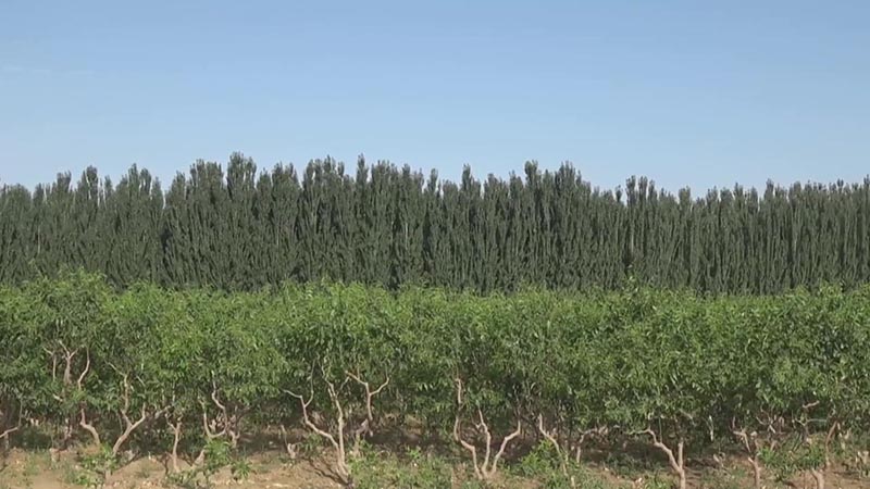 Aldeanos acaban con pobreza cultivando azufaifa en desierto de Xinjiang en China