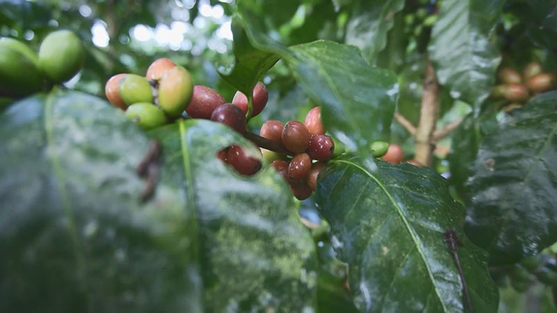 Comercio electrónico acerca al café salvadoreño con China