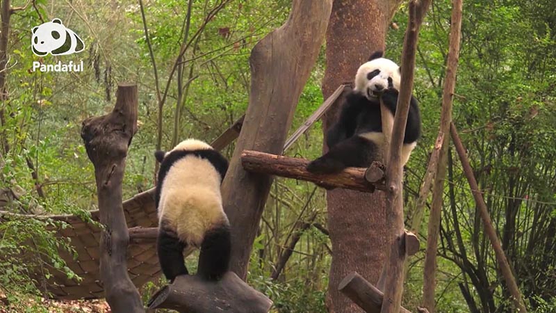 De qué forma habitan los pandas gigantes en China