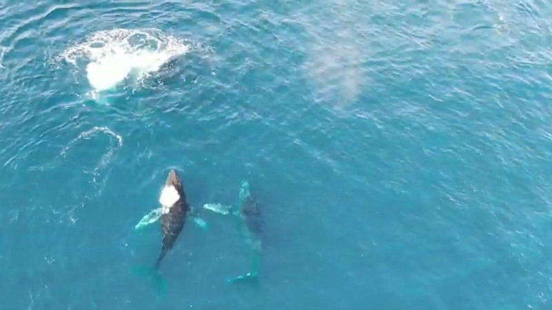 Aparición de ballenas jorobadas crea singular espectáculo