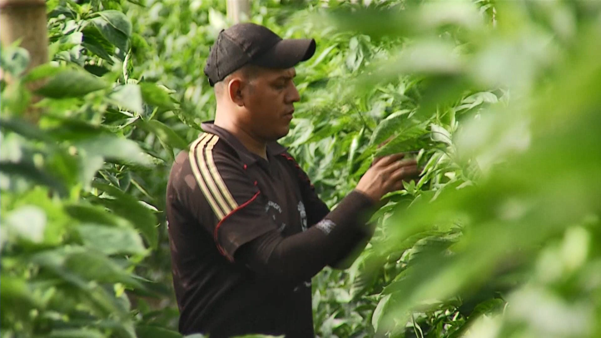 Jóvenes en El Salvador encuentran en la agricultura una esperanza para no migrar