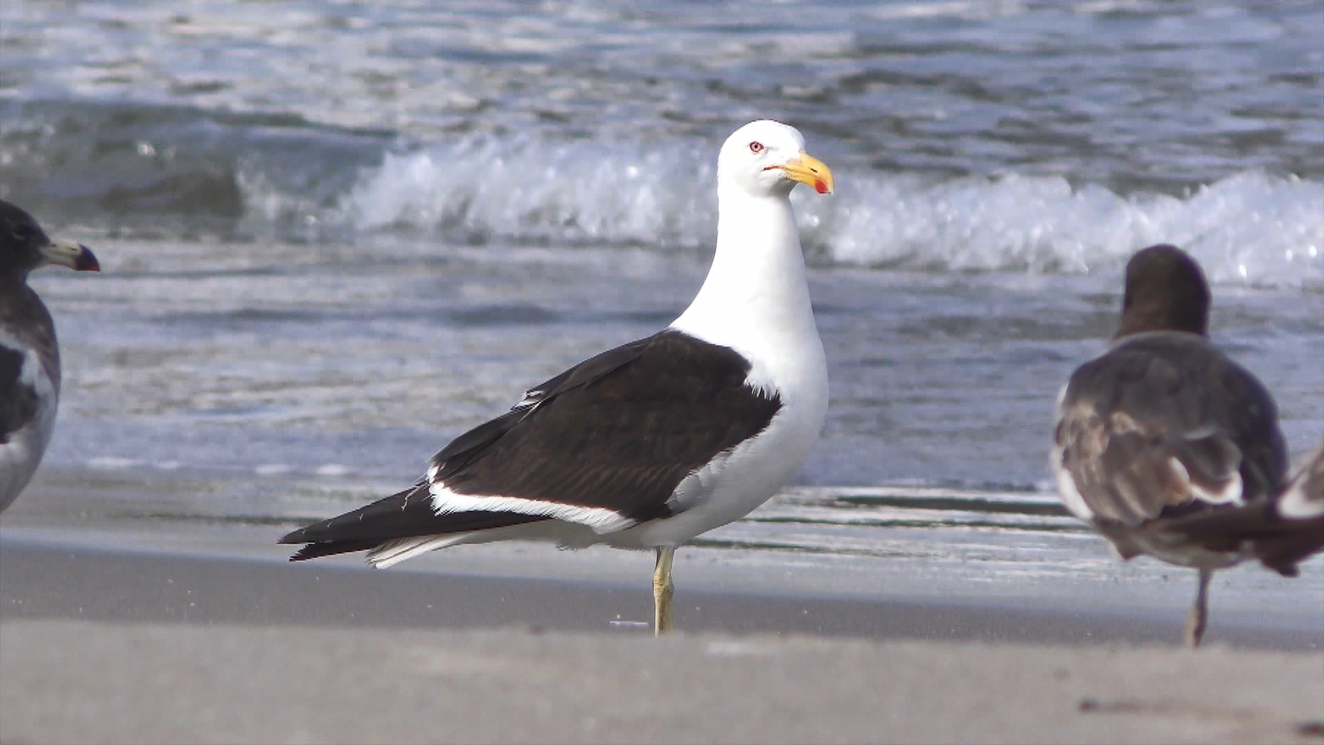 Aves retornan a playas de la Costa Verde de Lima en medio de cuarentena focalizada