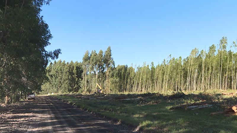Reducción arancelaria de China beneficia producción forestal argentina