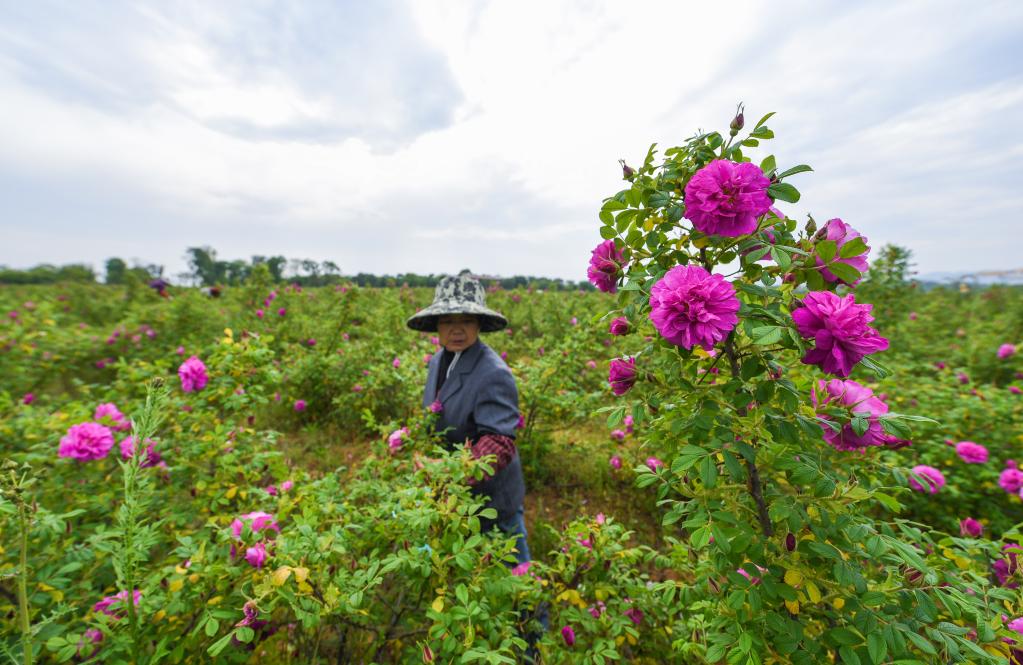 China adopta nueva ley para promover vitalización rural