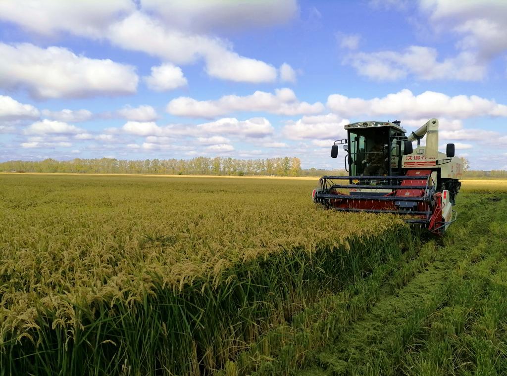 China espera cosecha de grano extraordinaria este verano