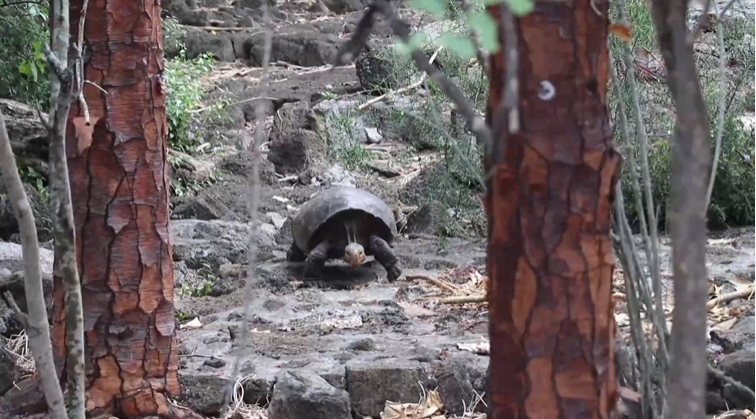 En Islas Galápagos de Ecuador hallan tortuga que se creía extinta hace más de 100 años