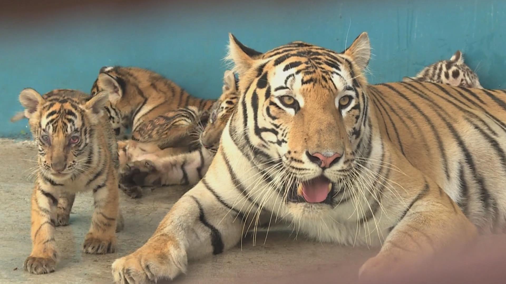 Nace tigre blanco en Parque Zoológico Nacional de Cuba