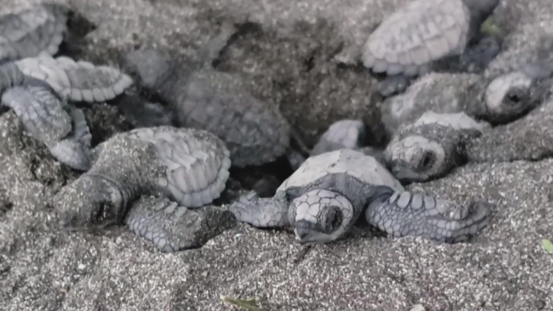 Reportan nacimiento en 10 años de más de un millón de tortugas en playas de Panamá