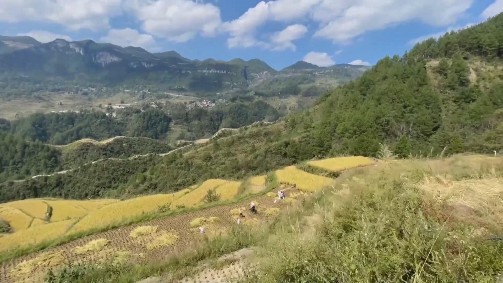 Comienza cosecha de pintorescos arrozales en terrazas de 400 años de antigüedad en China