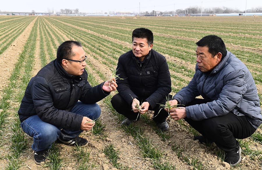 Shandong: Técnicos agrícolas enseñan a agricultores sobre conocimiento de plántulas de trigo