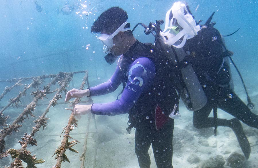Hainan: Actividad de plantación de corales cerca de la isla Wuzhizhou de Sanya