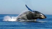 游客解救被困鲸鱼 鲸鱼尾随跳跃致谢