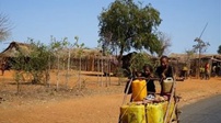 马达加斯加：干旱导致粮食紧缺