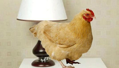 床头放只鸡可驱蚊？