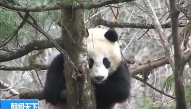 佛坪县发现野生大熊猫踪迹