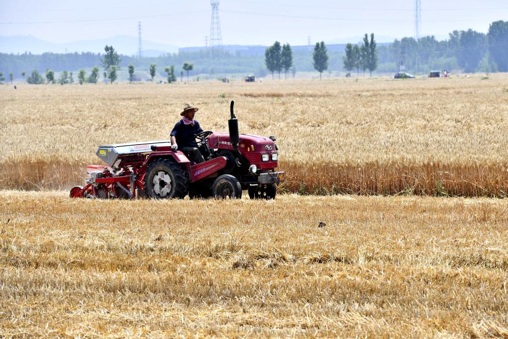 Agricultores cosechan trigo en Jiaxiang, Shandong