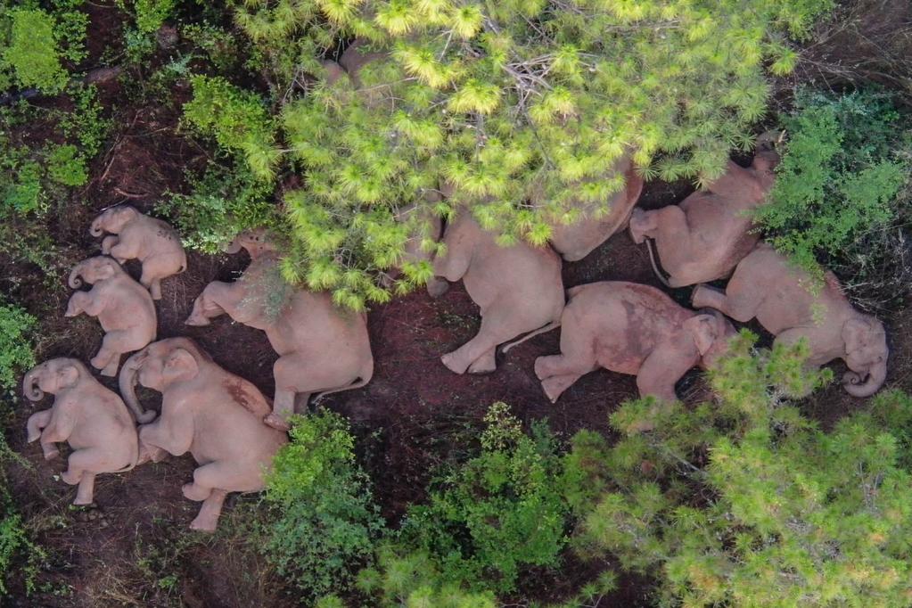 China guiará a manada de elefantes errantes hacia hábitat adecuado