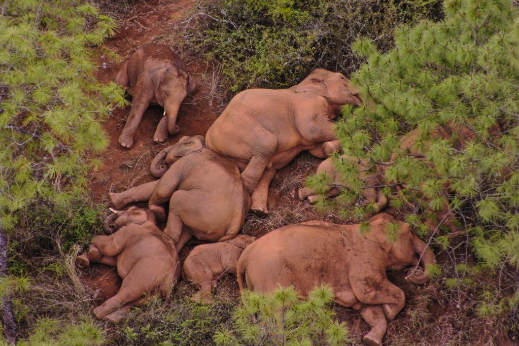 Manada de elefantes migrantes de China sigue deambulando por poblado suroccidental