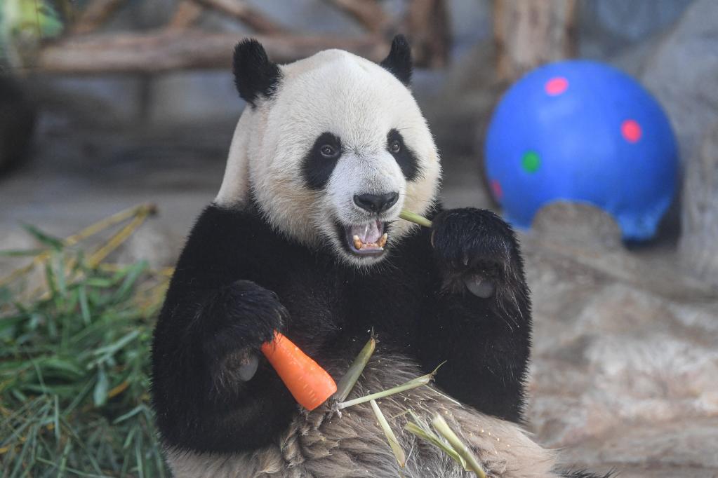 Hainan: Pandas gigantes se alimentan de bocadillos especiales con motivo del Festival del Bote de Dragón