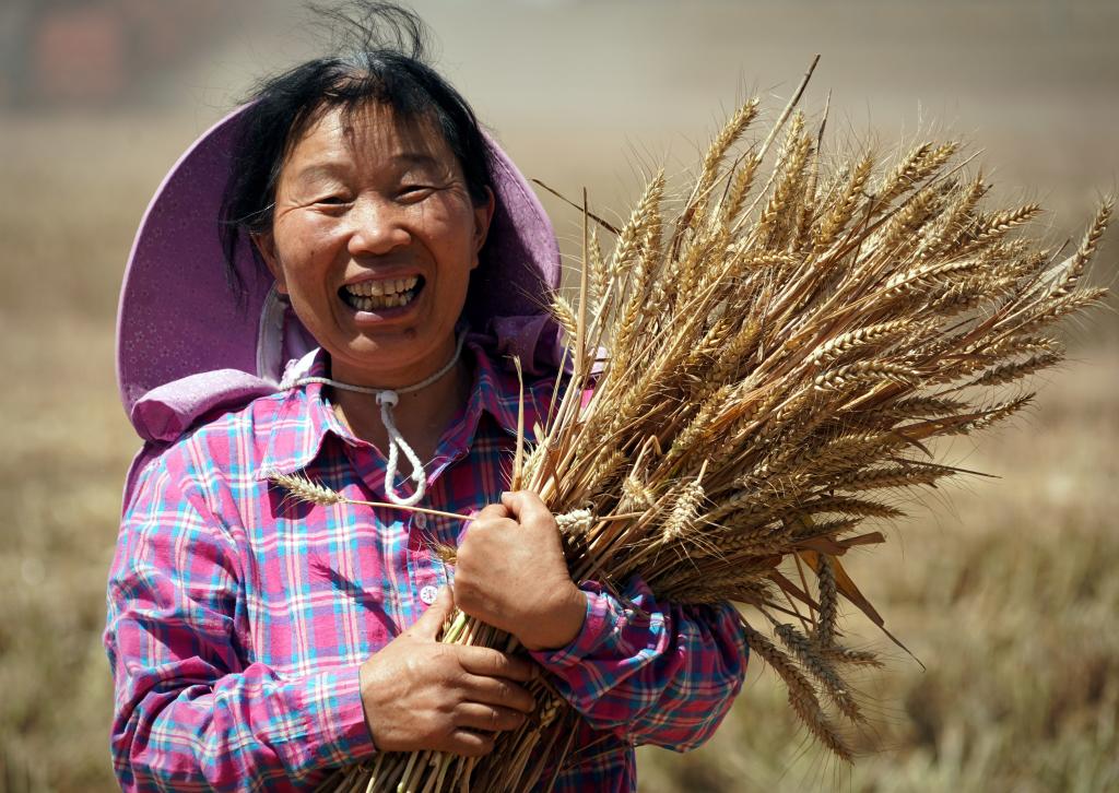 Henan: Granja Huangfanqu, una granja nacional de demostración de agricultura moderna