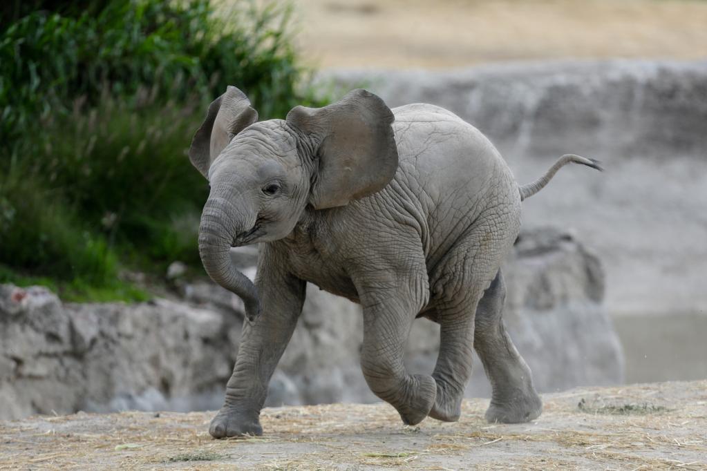 México: Presentación de nuevos integrantes de familia de elefantes en Africam Safari