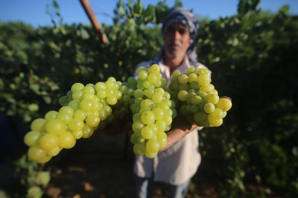 Agricultores palestinos cosechan uvas en un viñedo en la ciudad de Rafah