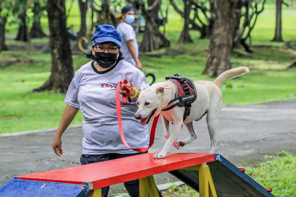 Entrenamiento de búsqueda y rescate de perros callejeros salvados en Filipinas