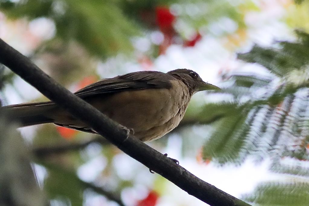 Pájaros en Tegucigalpa, Honduras