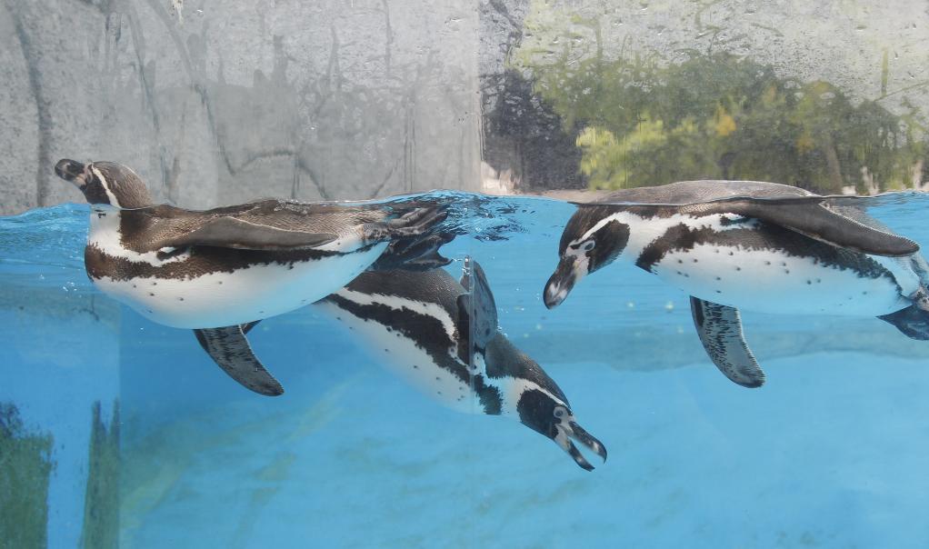 Pingüinos de Humboldt del Zoológico de León en México