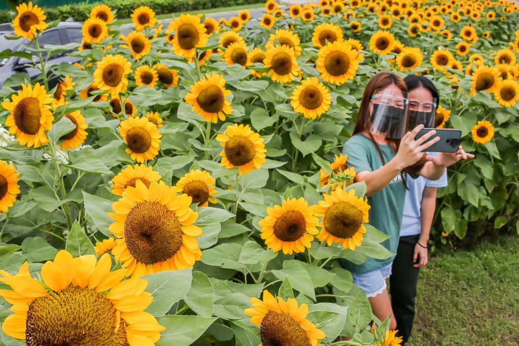 Personas se toman fotografías con girasoles en Ciudad Quezón, Filipinas