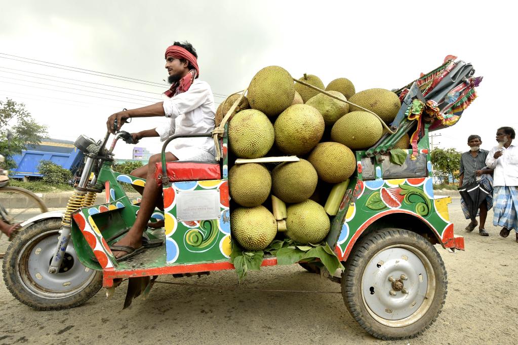 Temporada de yacas está en pleno apogeo en Bangladesh
