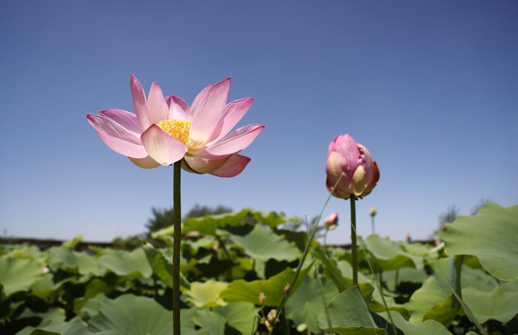 Ningxia: Flores de loto en el parque de humedales Mingcuihu en Yinchuan
