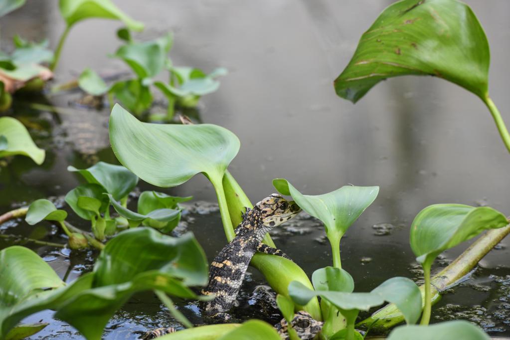 Anhui: Reproducción artificial de caimanes chinos